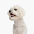 adorable little bichon dog looking to side with tongue exposed and barking