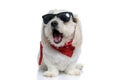 Adorable little bichon dog wearing cool sunglasses and bandana Royalty Free Stock Photo