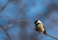 Black-Capped Chickadee songbird perched on small branch Royalty Free Stock Photo