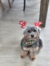 Adorable little black dog wearing festive bandana and red reindeer antler sitting on the ground