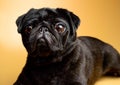 Adorable and little, black pug - is waiting for the next order. Mops on an orange background. Background picture.