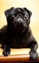Adorable and little, black pug - is waiting for the next order. Mops on a yellow background. Background picture.
