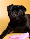 Adorable and little, black pug - is waiting for the next order. Mops on a yellow background with pink poop bag.