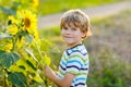 Adorable little blond kid boy on summer sunflower field outdoors. Cute preschool child having fun on warm summer evening Royalty Free Stock Photo