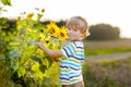 Adorable little blond kid boy on summer sunflower field outdoors. Cute preschool child having fun on warm summer evening Royalty Free Stock Photo