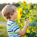 Adorable little blond kid boy on summer sunflower field outdoors. Cute preschool child having fun on warm summer evening Royalty Free Stock Photo