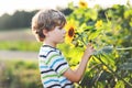 Adorable little blond kid boy on summer sunflower field outdoors. Cute preschool child having fun on warm summer evening Royalty Free Stock Photo