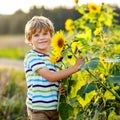 Adorable little blond kid boy on summer sunflower field outdoors. Cute preschool child having fun on warm summer evening Royalty Free Stock Photo