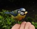 Adorable little Blue Tit sitting on man`s hand and holding a grain in its beak