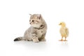 adorable little chick and cute furry kitten Royalty Free Stock Photo