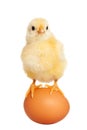 Adorable little chick isolated Royalty Free Stock Photo