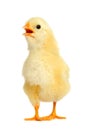 Adorable little chicken Royalty Free Stock Photo