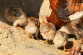 The adorable little chicks butt while eating their food Royalty Free Stock Photo