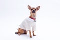 Adorable little chihuahua, white background.