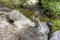 Little Chipmunk in the Forest Royalty Free Stock Photo