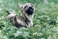 Adorable little dog eating grass outdoors, cute grey puppy portait lying in the grass in the park, animal food concept Royalty Free Stock Photo