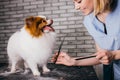 Adorable little dog in grooming salon Royalty Free Stock Photo