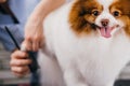 Adorable little dog in grooming salon Royalty Free Stock Photo
