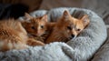 Adorable little dog and a red cat lounging on a pet bed. Royalty Free Stock Photo