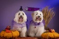 Adorable little dogs wearing festive Halloween costumes next to pumpkins Royalty Free Stock Photo