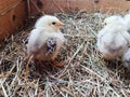 Adorable little downy chickens on hay in a wooden box. Farm lifestyle