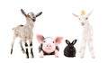 Adorable little farm animals standing together Royalty Free Stock Photo