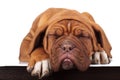 Adorable little french mastiff puppy is sleeping