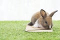 Adorable little furry baby rabbit brown, white bunny standing on the book over green grass with light while watching something Royalty Free Stock Photo