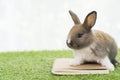 Adorable little furry baby rabbit bunny brown, white standing on the book over green grass with light while watching something Royalty Free Stock Photo