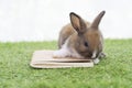 Adorable little furry baby rabbit bunny brown, white standing on the book over green grass with light while watching something Royalty Free Stock Photo