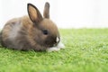 Adorable little furry baby rabbit bunny brown, white standing on green grass with light while watching something over white Royalty Free Stock Photo