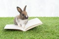 Adorable little furry brown, white baby rabbit standing on the book over green grass with light while watching something over Royalty Free Stock Photo