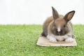 Adorable little furry brown, white baby rabbit standing on the book over green grass with light while watching something over Royalty Free Stock Photo