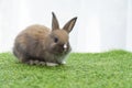 Adorable little furry brown, white baby rabbit standing on green grass with light while watching something over white background. Royalty Free Stock Photo