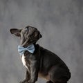Adorable little gentleman dog turns its head up and looks Royalty Free Stock Photo