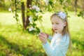 Adorable little girl in blooming apple tree garden on beautiful spring day. Cute child picking apple tree flowers at spring Royalty Free Stock Photo