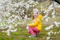 Adorable little girl in blooming apple tree garden on beautiful spring day. Child picking fresh apple tree flowers at spring Royalty Free Stock Photo