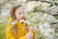 Adorable little girl in blooming apple tree garden on beautiful spring day. Child picking fresh apple tree flowers at spring Royalty Free Stock Photo