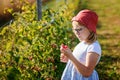 Adorable Little Girl Eating Raspberries on Organic Pick a Berry Farm. Cute Preschool Child Enjoying Her Healthy Fresh Royalty Free Stock Photo