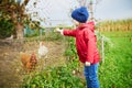 Adorable little girl feeding chickens at farm Royalty Free Stock Photo