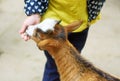 Adorable little girl feeding a goat at the zoo on hot sunny summer day Royalty Free Stock Photo