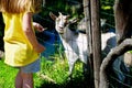 Adorable little girl feeding a goat at the zoo on hot sunny summer day Royalty Free Stock Photo