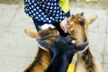 Adorable little girl feeding a goat at the zoo on hot sunny summer day Royalty Free Stock Photo