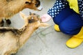 Adorable little girl feeding a goat at the zoo on hot sunny summer day Royalty Free Stock Photo