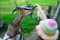 Adorable little girl feeding a goat at the zoo on hot sunny summer day Royalty Free Stock Photo