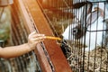 Adorable little girl feeding rabbit at farm. Kid feeding and petting rabbits outside during spring time in ranch. Child Royalty Free Stock Photo