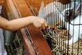 Adorable little girl feeding rabbit at farm. Kid feeding and petting rabbits outside during spring time in ranch. Child Royalty Free Stock Photo