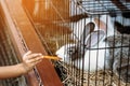 Adorable little girl feeding rabbit at farm. Kid feeding and petting rabbits outside during spring time in ranch. Child Royalty Free Stock Photo