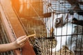 Adorable little girl feeding rabbit at farm. Kid feeding and petting rabbits outside during spring time in ranch. Child Royalty Free Stock Photo