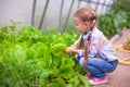 Adorable little girl harvesting in the greenhouse Royalty Free Stock Photo